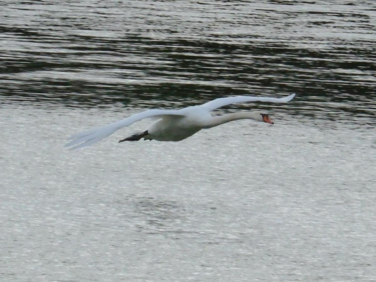 Les Cygnes Au Bord Du Loing Villa Montigny-sur-Loing Kültér fotó