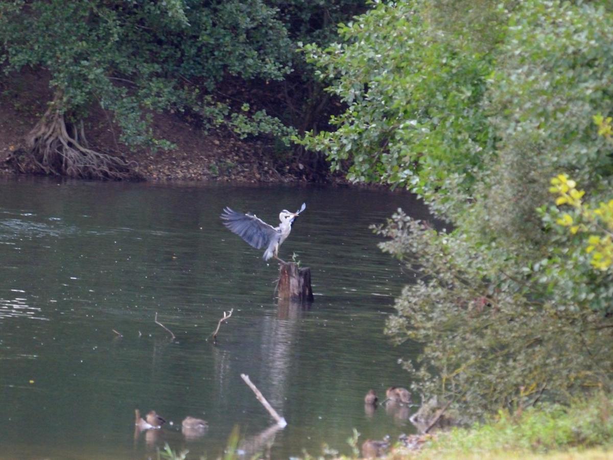 Les Cygnes Au Bord Du Loing Villa Montigny-sur-Loing Kültér fotó