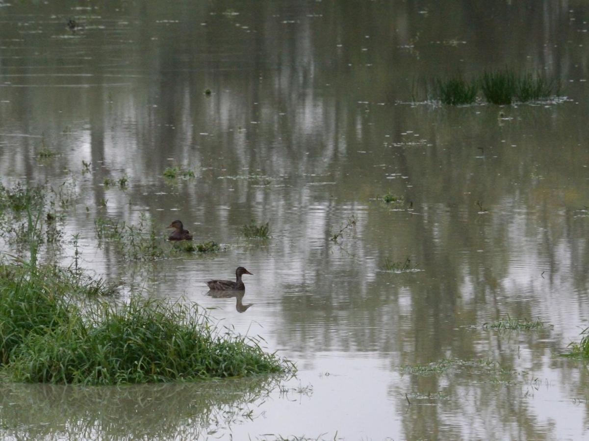 Les Cygnes Au Bord Du Loing Villa Montigny-sur-Loing Kültér fotó