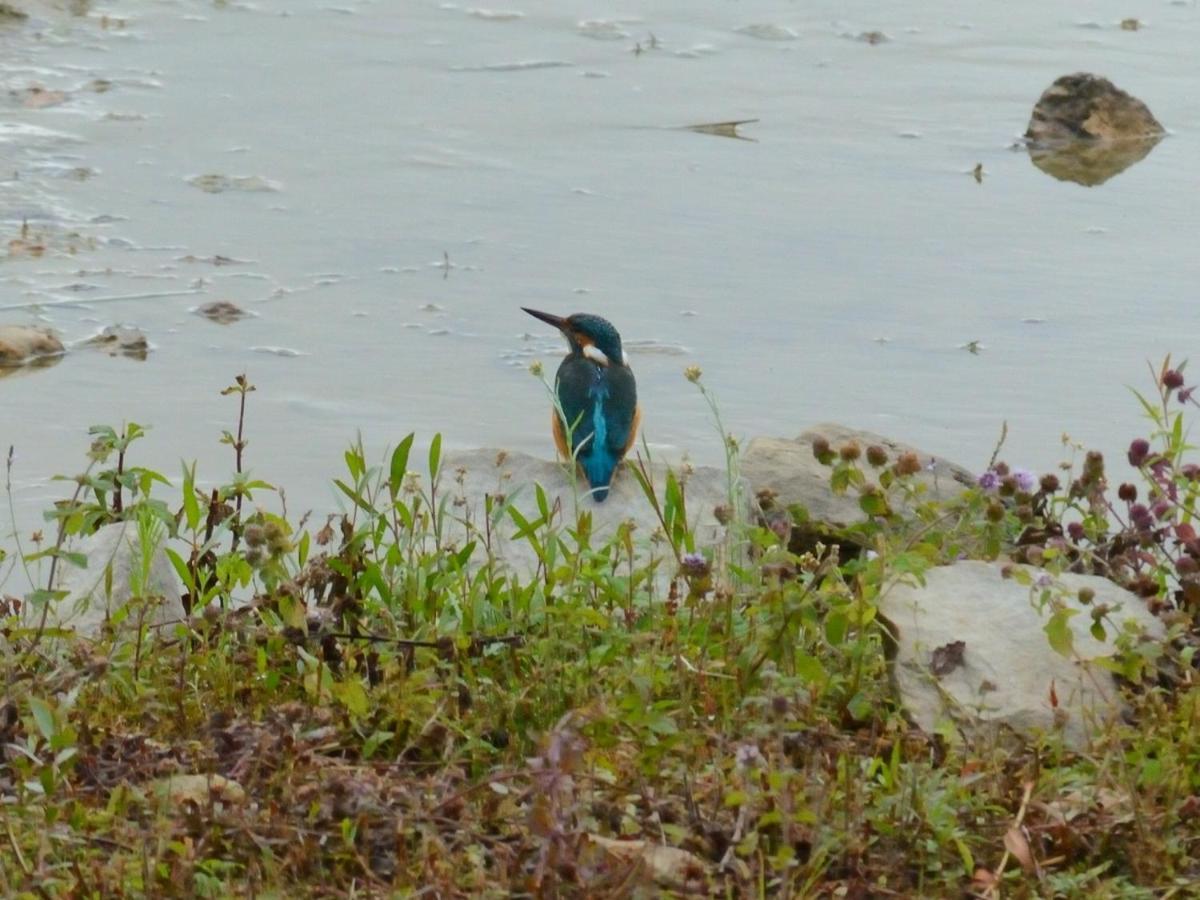 Les Cygnes Au Bord Du Loing Villa Montigny-sur-Loing Kültér fotó