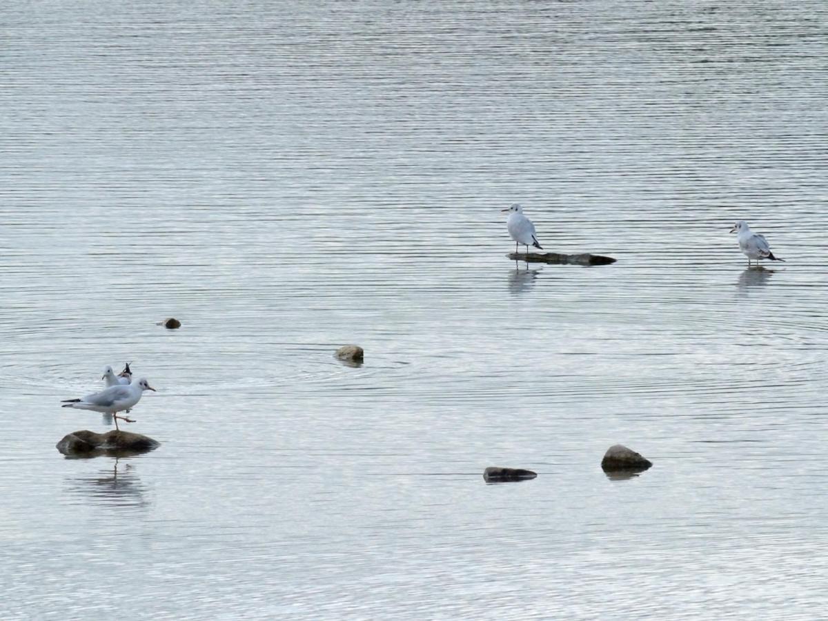 Les Cygnes Au Bord Du Loing Villa Montigny-sur-Loing Kültér fotó